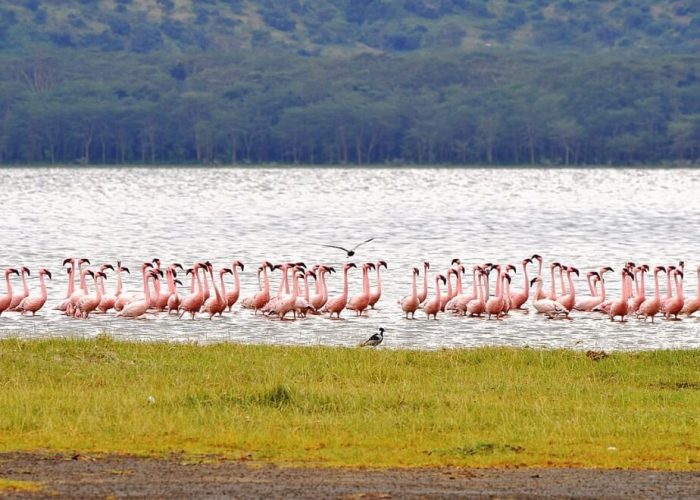 8 Days Amboseli, Naivasha, Nakuru, Masai Mara Safari (Peak season)
