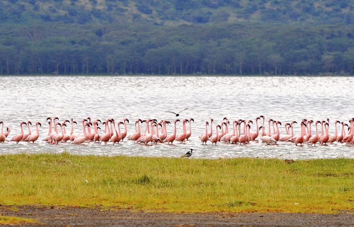 8 Days Amboseli, Naivasha, Nakuru, Masai Mara Safari (Peak season)