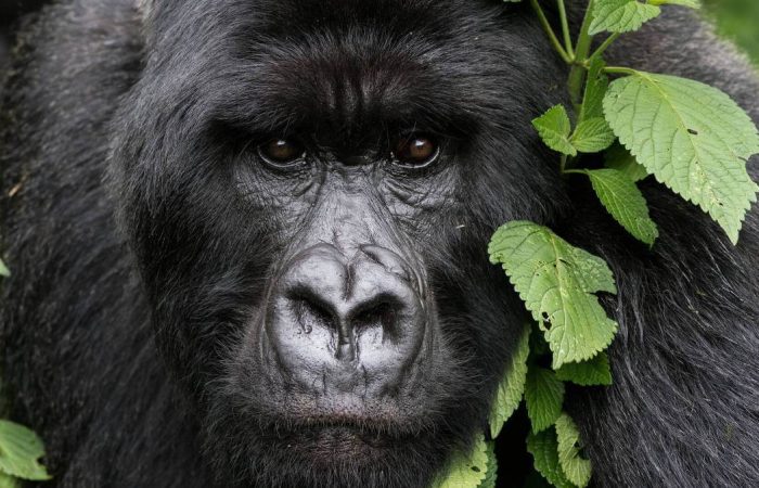 5 Days Rwanda Adventure and Gorilla Trekking