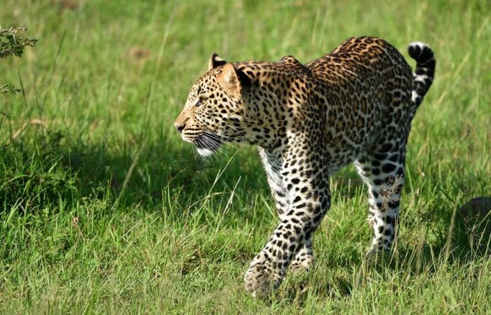 3 Days Masai Mara Road Safari