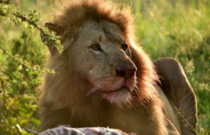 8 Days Amboseli, Naivasha, Nakuru, Masai Mara Safari (Peak season)