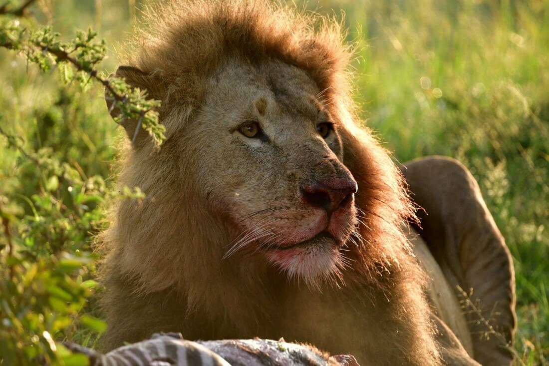 8 Days Amboseli, Naivasha, Nakuru, Masai Mara Safari (Peak season)