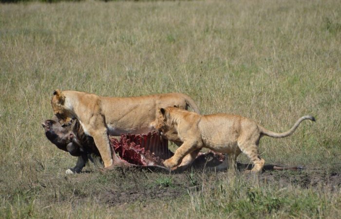10 Days Kenya and Tanzania Budget Safari Package