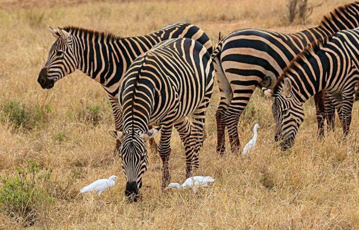 6 Days Safari to Masai Mara, Lake Nakuru and Amboseli