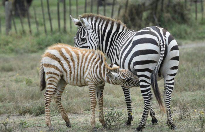 Fun Activities to Do in Naivasha and Elementaita