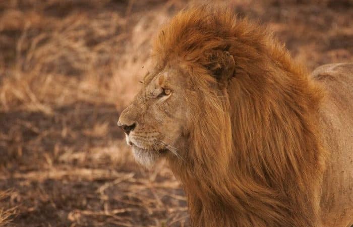 Lion in Serengeti