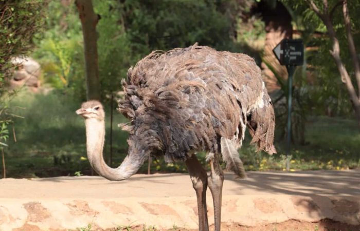 Ostrich in Amboseli National Park