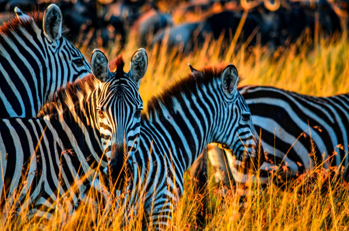 Park Fees in Kenya’s National Parks and Reserves