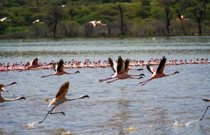Lake Nakuru and Bogoria Safari – Flamingos and Rift Valley Lakes