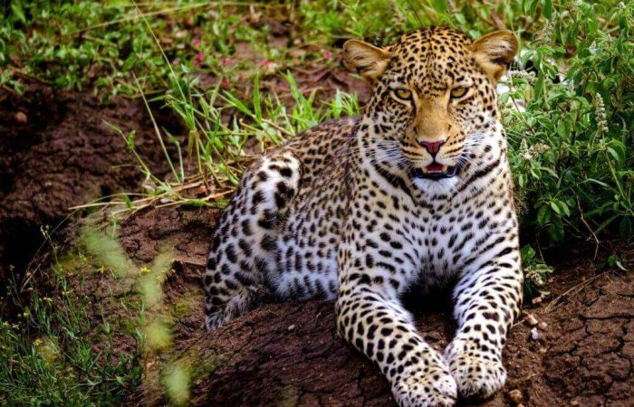 Leopard in Serengeti