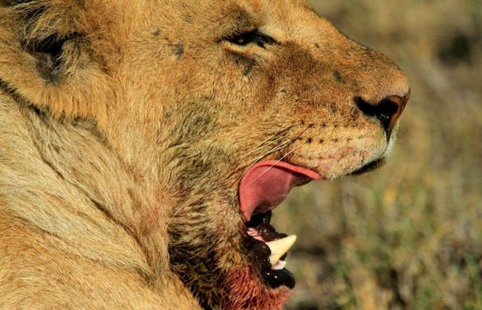 Lion in Serengeti