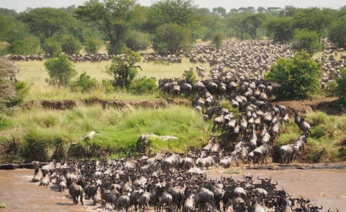 Wildebeest Migration