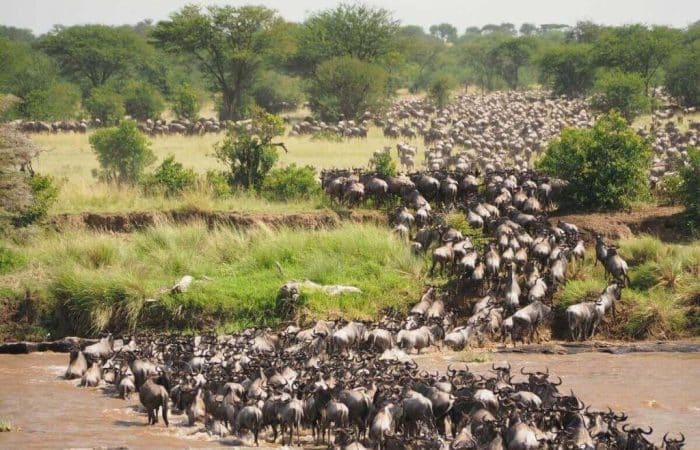 Wildebeest Migration