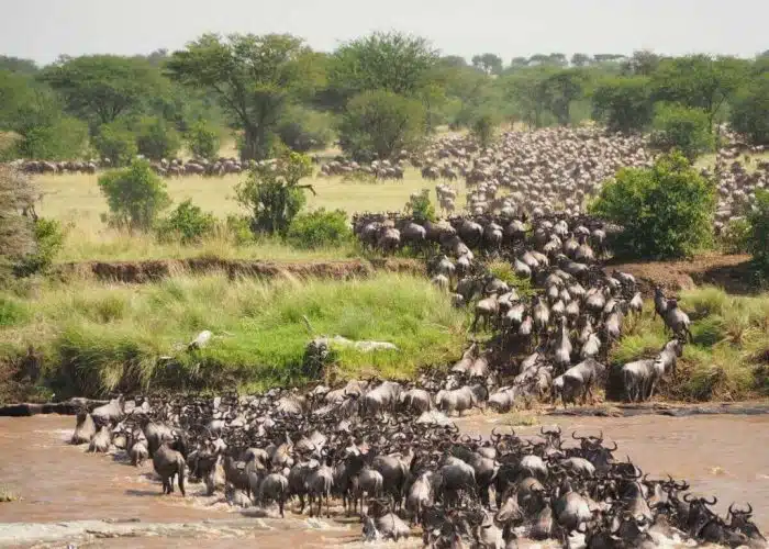 Wildebeest Migration