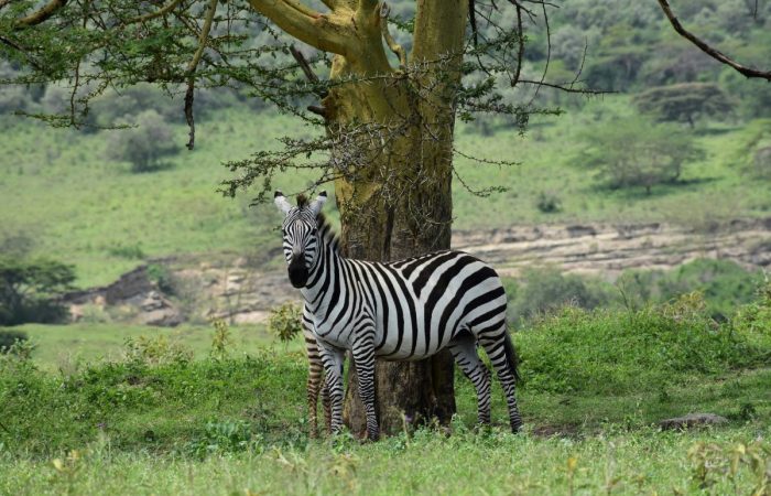 Lake Nakuru and Bogoria Safari – Flamingos and Rift Valley Lakes