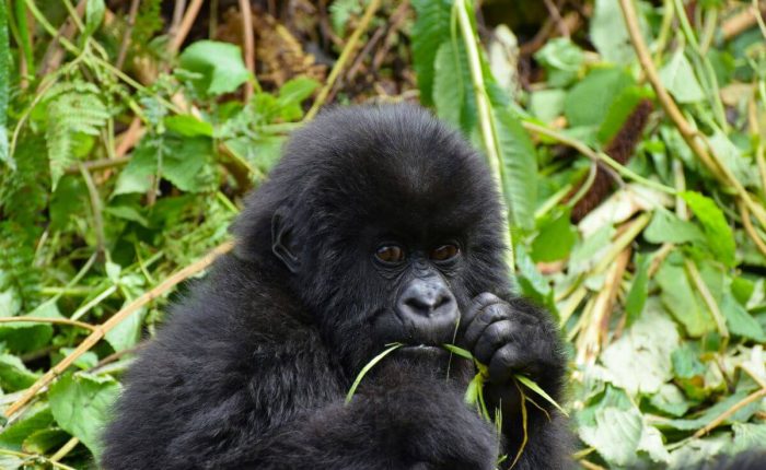 Rwanda Safari