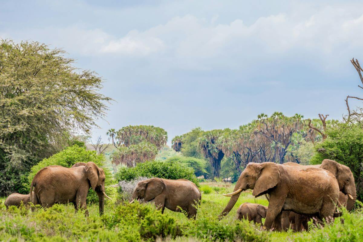 3 Days, 2 Nights Samburu Safari Package for Kenyan Residents