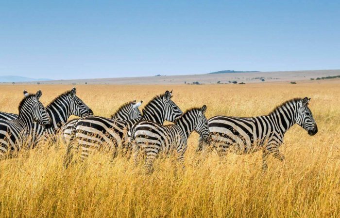 Zebras in Tanzania
