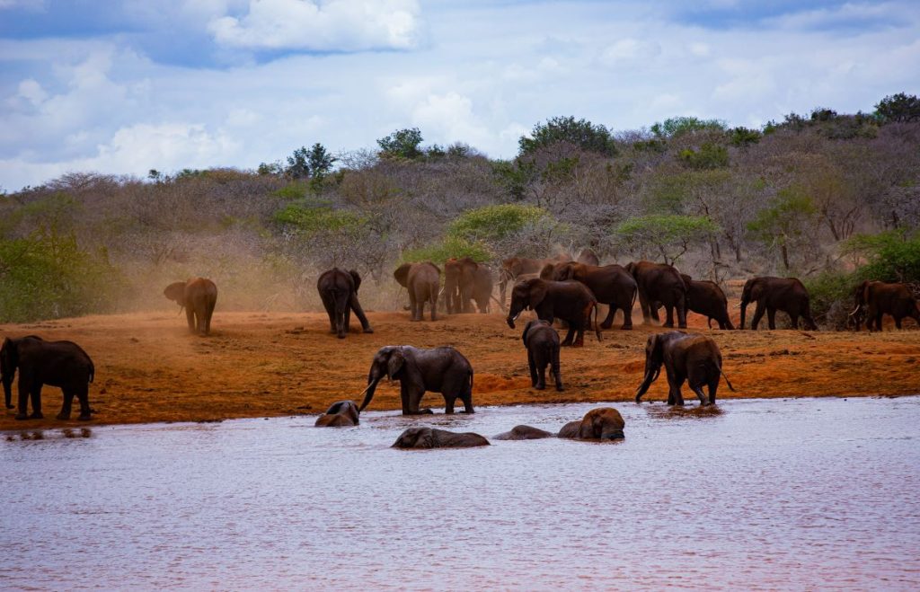 3 Days, 2 Nights Tsavo Safari Package for Kenyan Residents.