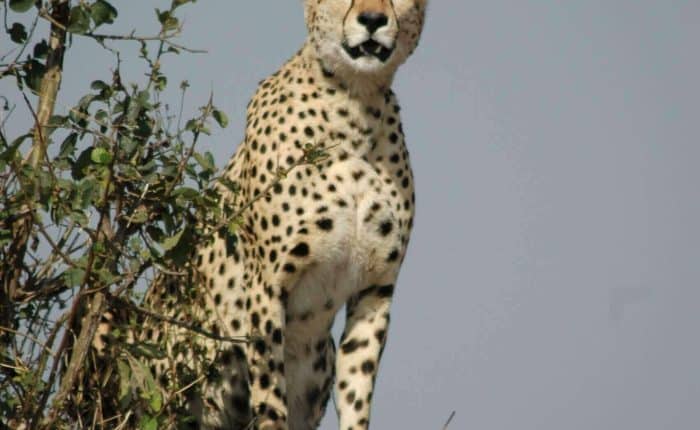 Cheetah at Maasai Mara