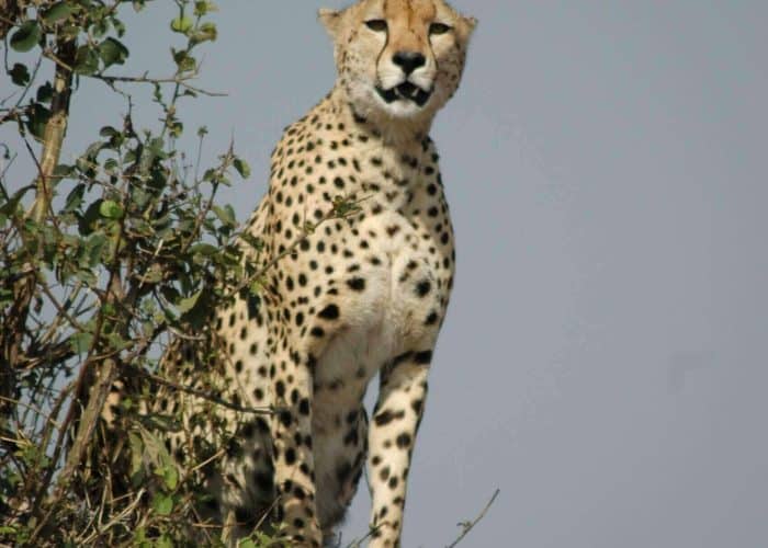 Cheetah at Maasai Mara