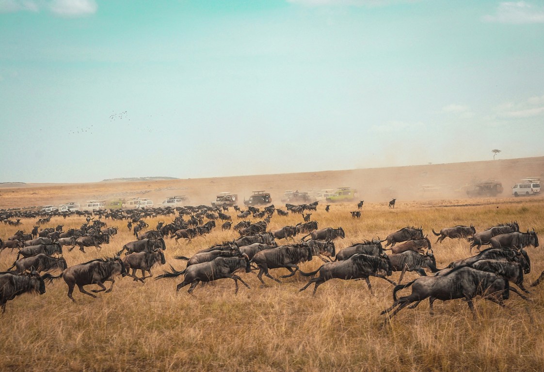 All You Need To Know About The Wildebeest Migration