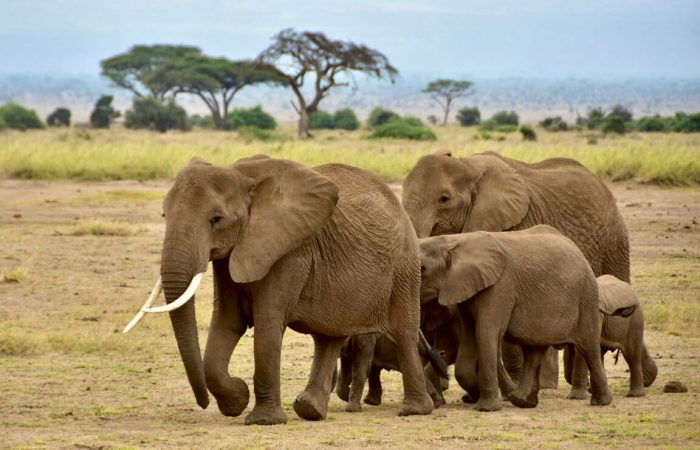 How I’d Plan the Perfect Amboseli Adventure with Pleasant Adventures