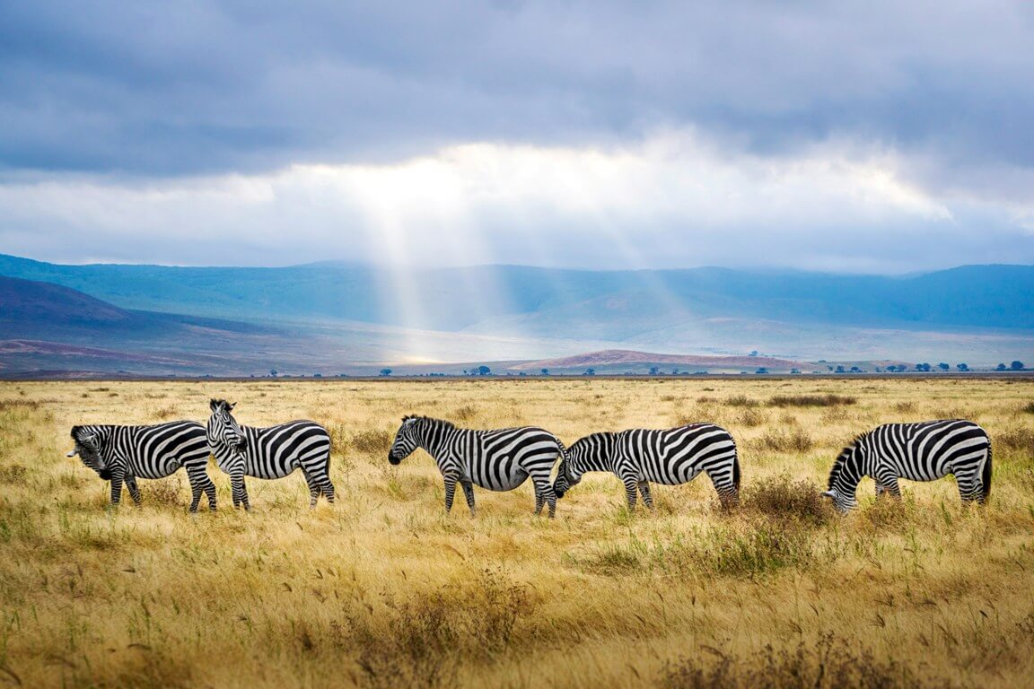Kenya vs Tanzania – Which Country Should You Visit?