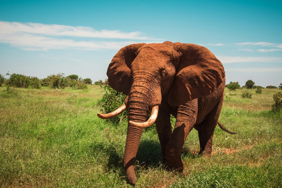 Tsavo National Parks Kenya