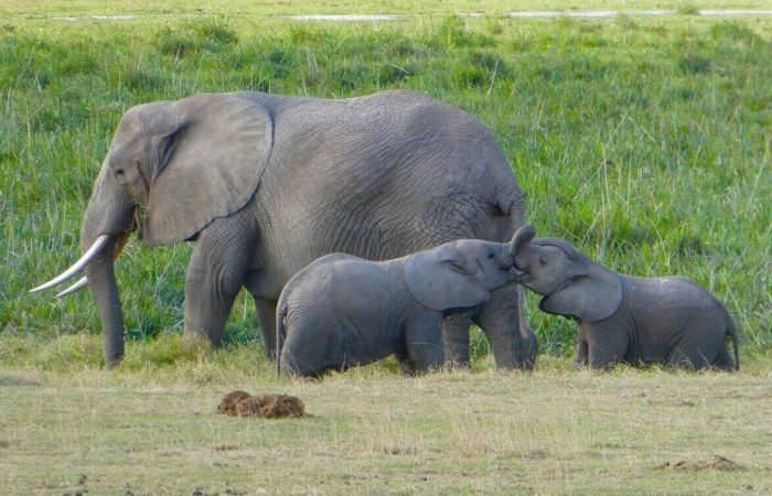 Amboseli Day Trip Package