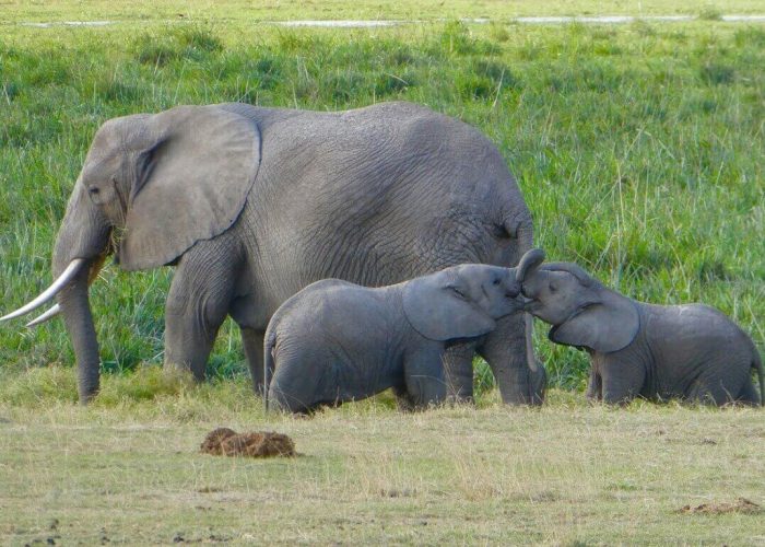 Amboseli Day Trip Package