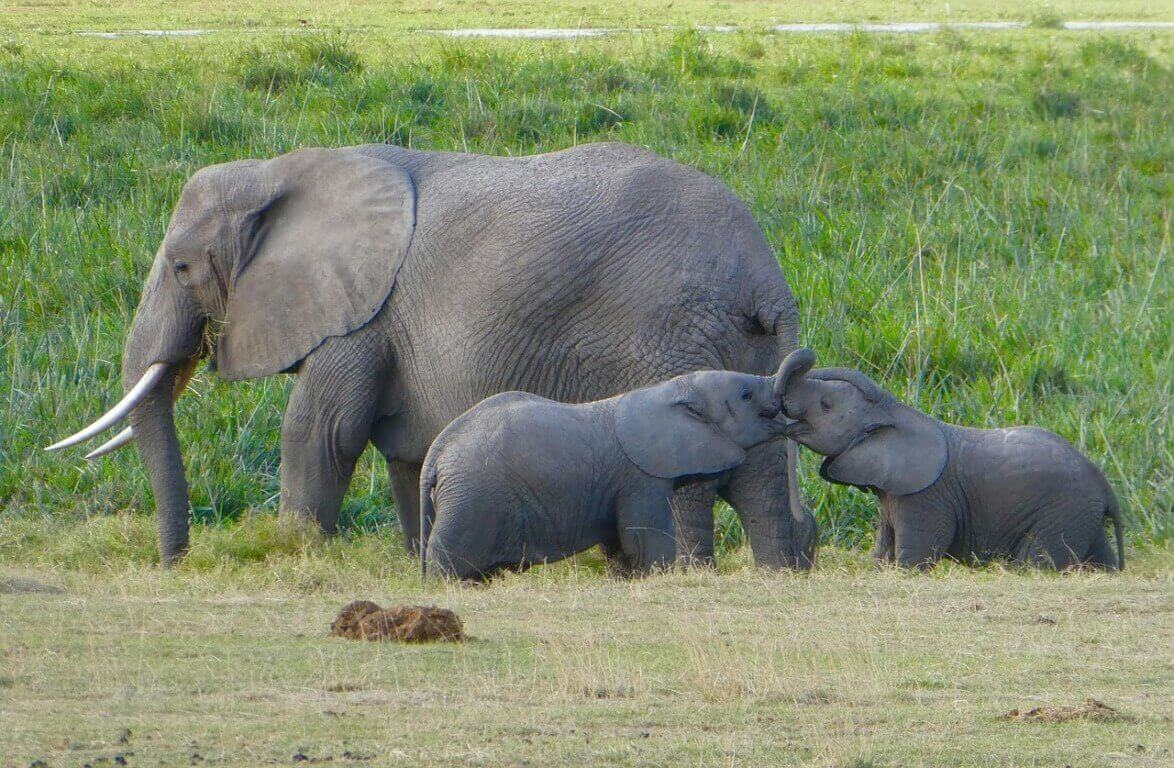 Amboseli Day Trip Package
