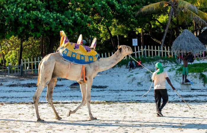 discover lamu