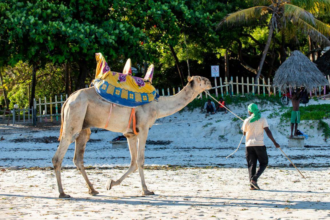 discover lamu