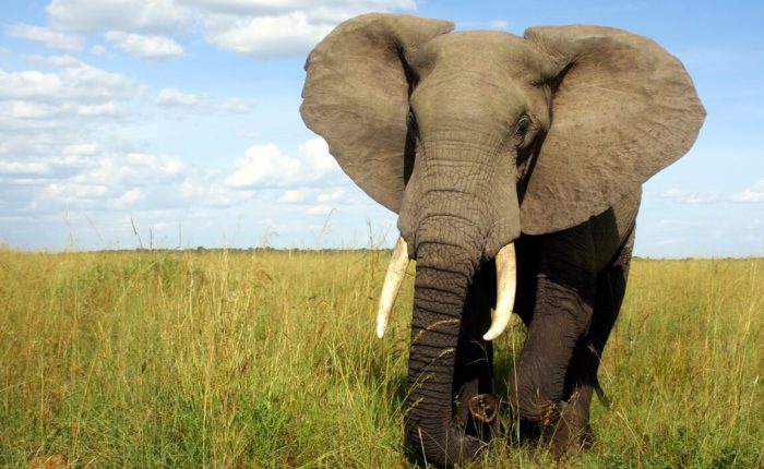 6 Days Masai Mara and Diani Flying Safari Package