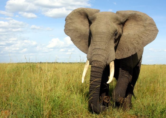 6 Days Masai Mara and Diani Flying Safari Package