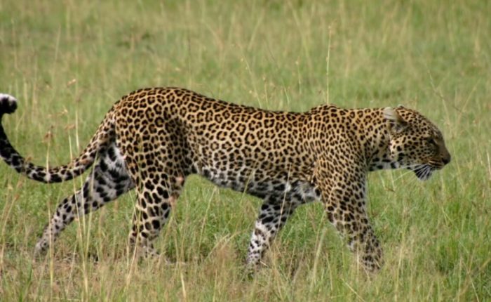 6 Days Masai Mara and Diani Flying Safari Package