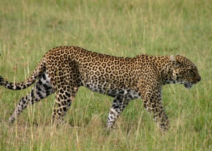 6 Days Masai Mara and Diani Flying Safari Package