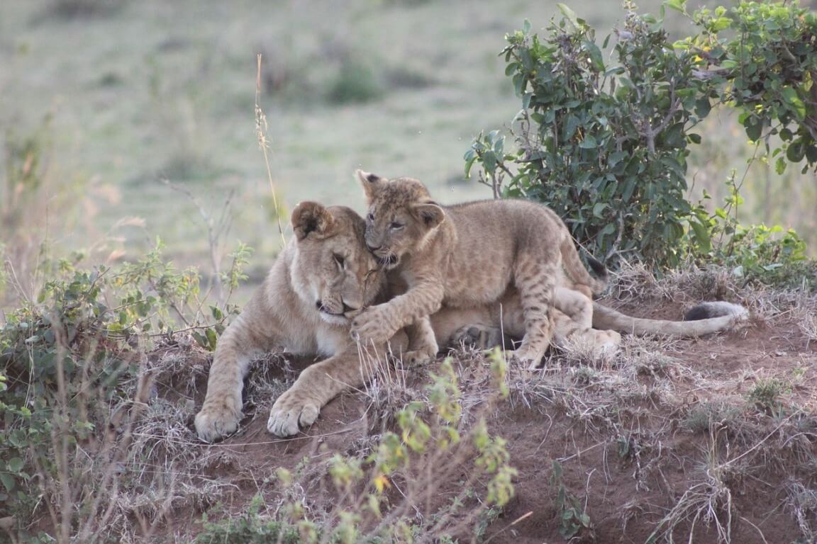 A Complete Guide to Solo Safari Travel in the Maasai Mara