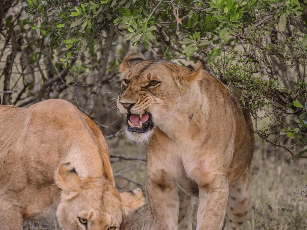 African Safari Guide