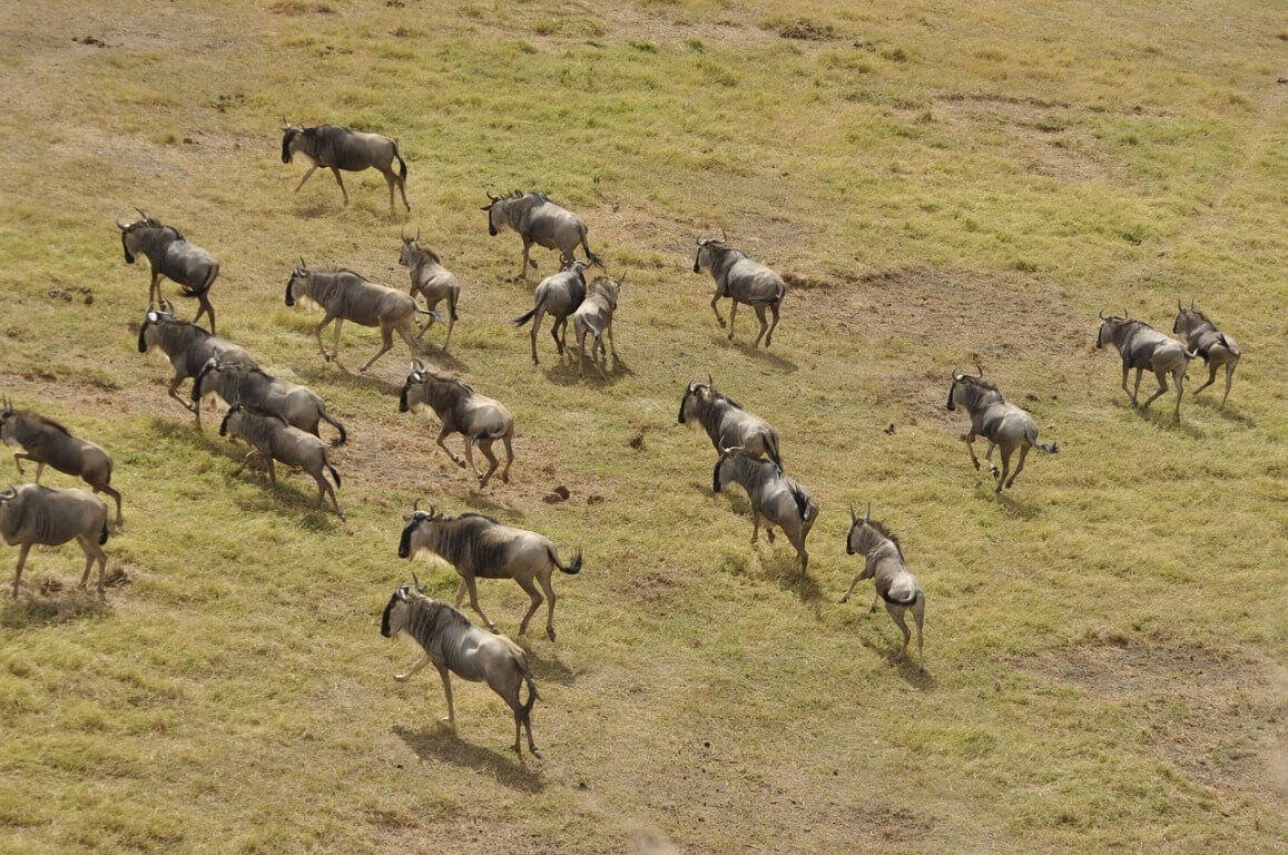 Great Migration Safari – Masai Mara & Serengeti Adventure