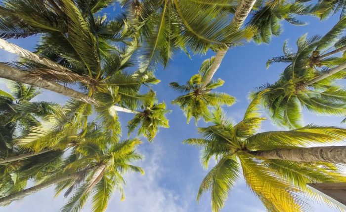 Safety and Travel Tips for Visiting the Kenyan Coast