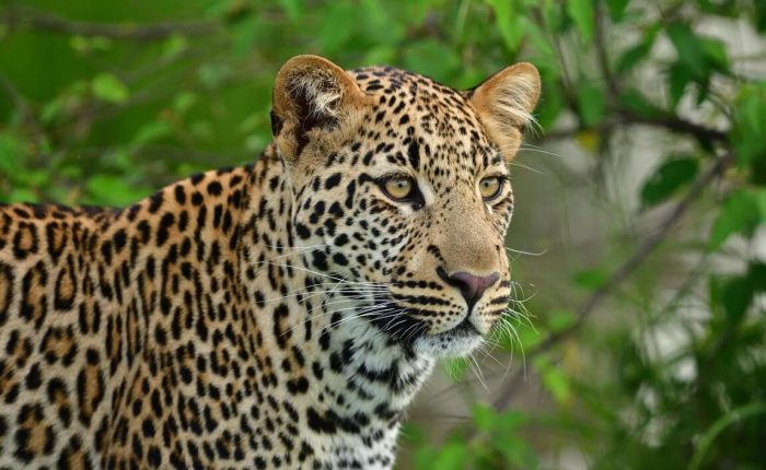 The Ultimate Guide to Budget Safaris in Africa