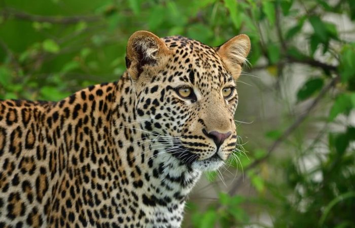 The Ultimate Guide to Budget Safaris in Africa