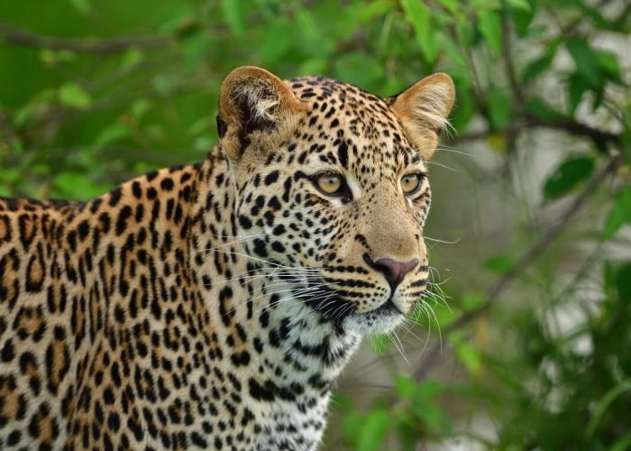 The Ultimate Guide to Budget Safaris in Africa