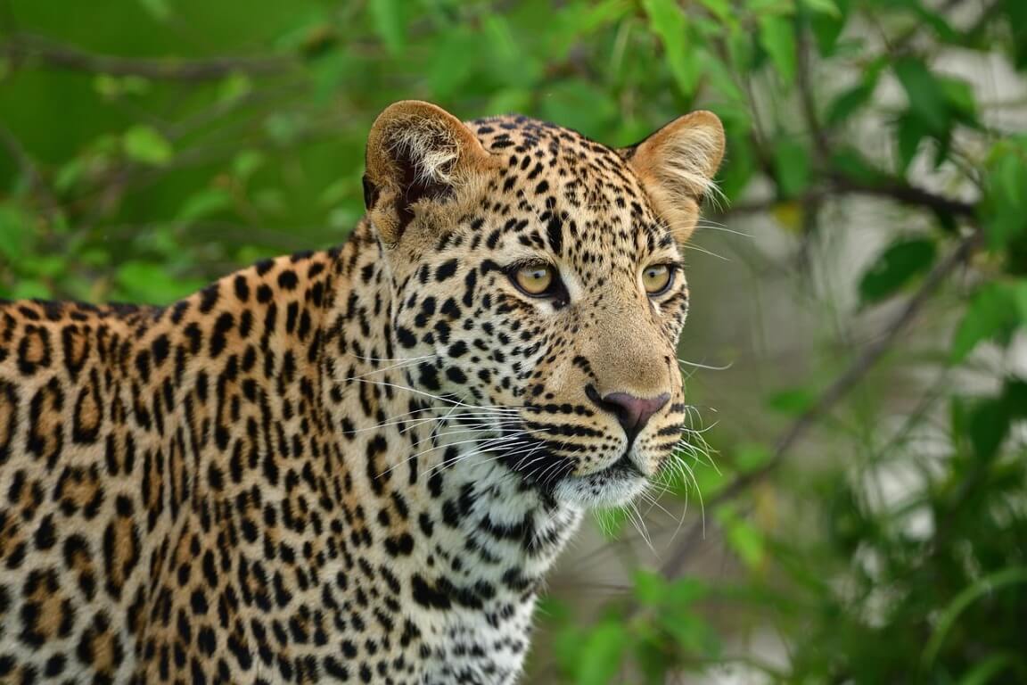 The Ultimate Guide to Budget Safaris in Africa