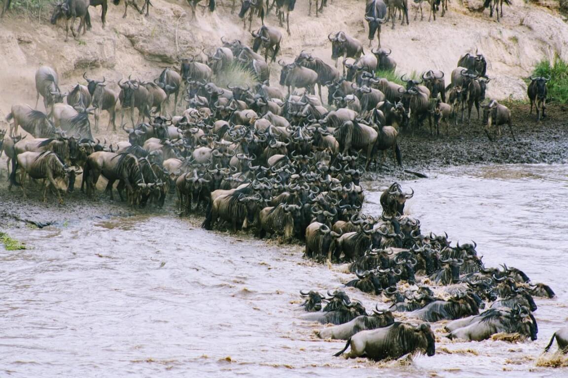 The Ultimate Guide to the Great Wildebeest Migration