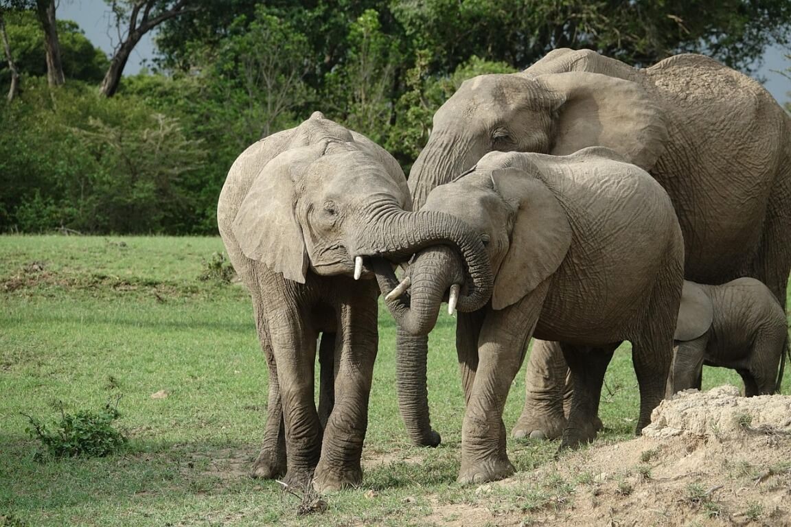 What to Pack and Wear for a Safari in the Maasai Mara