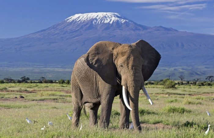 Amboseli National Park
