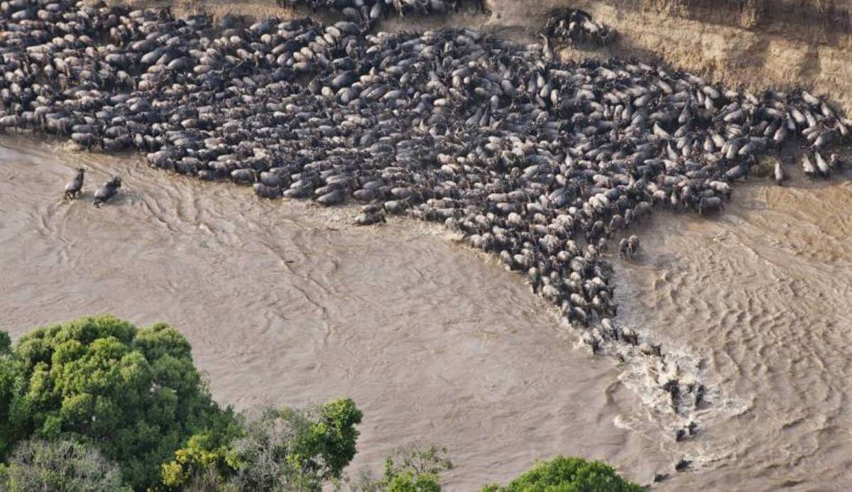 Mara River
